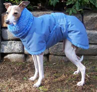 paige italian greyhound - blue gortex + fleece winter dog coat