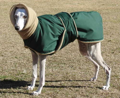 Photos: Whippet Coats, Greyhound Coats 