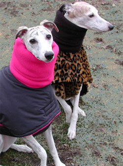 2 warm dogs in winter coats
