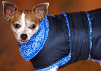 chihuahua winter dog coat small