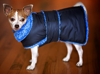chihuahua dog coat