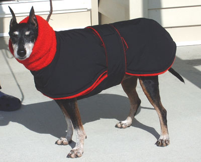Bonnie in her winter dog coat