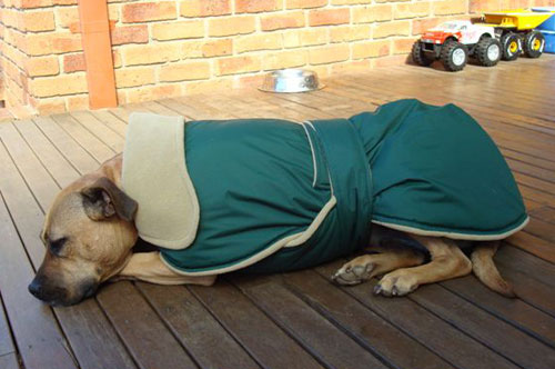 sally's dog coat - australia