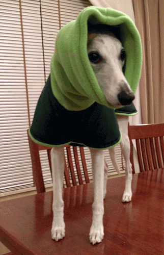 Green winter dog coat