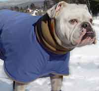 english bulldog winter coat
