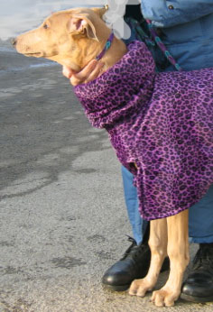 Greyhound purple jacket