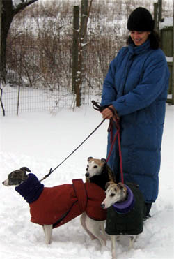 snow dog coat