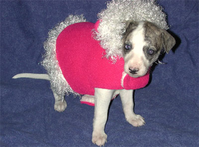 ooo-la-la fancy coat for small dogs