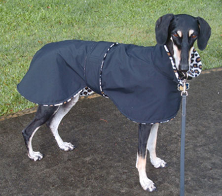 Saluki coat hot sale