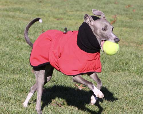 red raincoat - italian greyhound