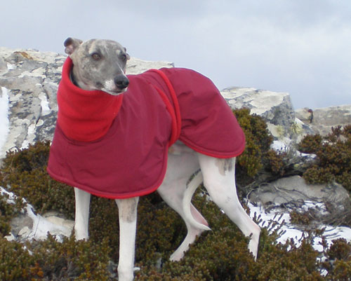 Coats for best sale greyhounds uk