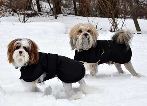 small dog coats