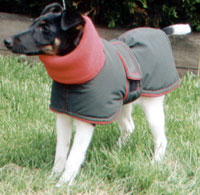 Dog in western styled coat