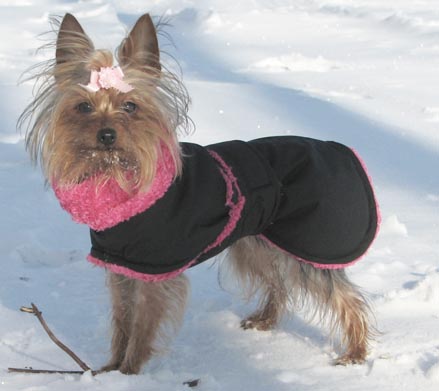 yorkshire terrier coat